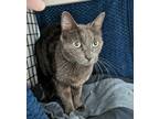 Moxley, Domestic Shorthair For Adoption In Chicago, Illinois
