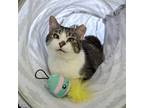 Scamper, Domestic Shorthair For Adoption In Chicago, Illinois