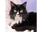 Lady, Domestic Mediumhair For Adoption In Tierra Verde, Florida