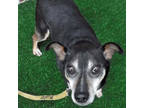 Mikey, Terrier (unknown Type, Small) For Adoption In Slinger, Wisconsin