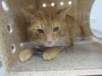 Adopt BOXY a Domestic Short Hair