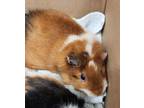 Adopt LEMON a Guinea Pig