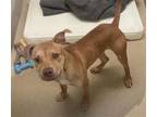 Adopt SAILOR MERCURY a Pit Bull Terrier, Mixed Breed