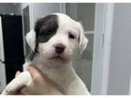 Louigi, Staffordshire Bull Terrier For Adoption In Marble Falls, Texas