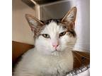 Levi, Domestic Shorthair For Adoption In Chilliwack, British Columbia