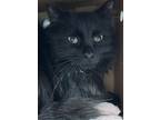 Luther, Domestic Longhair For Adoption In Chilliwack, British Columbia