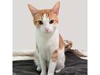 Oliver, Domestic Shorthair For Adoption In Raleigh, North Carolina