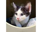 Poptropica, Domestic Shorthair For Adoption In Fort Myers, Florida