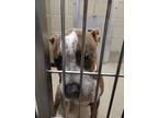 Jimmy Dean, American Pit Bull Terrier For Adoption In Newport News, Virginia