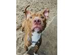 Adopt Kobe a Pit Bull Terrier