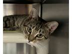 Cassia, Domestic Shorthair For Adoption In Fallston, Maryland