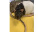 Squeaks, Rat For Adoption In Lowell, Massachusetts