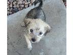 Rocky, Terrier (unknown Type, Small) For Adoption In Mesa, Arizona