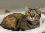 Maleficent, Domestic Shorthair For Adoption In Encinitas, California