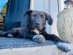 Lilly, Labrador Retriever For Adoption In Manor, Texas