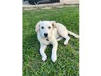 Chief, Labrador Retriever For Adoption In Manor, Texas