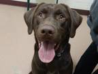 Bodhi, Labrador Retriever For Adoption In Boulder, Colorado