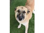 Adopt Beethoven 337-24 a Anatolian Shepherd, Mixed Breed