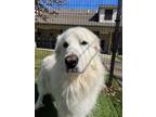 Adopt Rembrandt 169-24 a Great Pyrenees, Mixed Breed