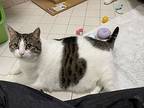 Lorelei, Domestic Shorthair For Adoption In Oakland, New Jersey