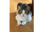 S’more, Domestic Shorthair For Adoption In Palatine, Illinois