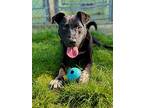 Tip, Labrador Retriever For Adoption In Spring Lake, New Jersey