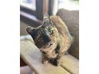 Mary Kay, Domestic Shorthair For Adoption In Napa, California