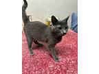 Theodore, Russian Blue For Adoption In Napa, California