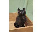 Excision, Domestic Shorthair For Adoption In Woodstock, Illinois