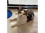 Lieutenant Lovey, Domestic Shorthair For Adoption In Blountville, Tennessee