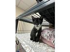 Private Purr, Domestic Shorthair For Adoption In Blountville, Tennessee