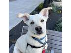 Mick Jaggerwagger, Labrador Retriever For Adoption In San Francisco, California