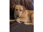 Jubilee, Labrador Retriever For Adoption In Fort Worth, Texas