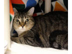Willow, Domestic Shorthair For Adoption In Ann Arbor, Michigan
