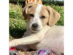 Adopt Bingo a Beagle, Jack Russell Terrier