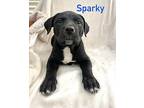 Sparky, Labrador Retriever For Adoption In Pearl River, Louisiana
