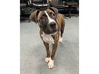 Rumble Whale, American Pit Bull Terrier For Adoption In Richmond, Virginia