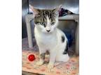 Adopt Wallace a Domestic Short Hair