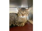 Adopt Felipe a Domestic Short Hair