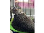 Adopt Nod a Domestic Short Hair