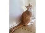 Benito Espinosa, Domestic Shorthair For Adoption In Chandler, Arizona