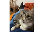 Tonka, Domestic Shorthair For Adoption In Vashon, Washington