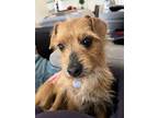 Ellie, Norfolk Terrier For Adoption In Hillsboro, Oregon