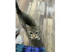 Bootsie, Domestic Shorthair For Adoption In Bluefield, West Virginia