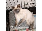 Blossom, Domestic Shorthair For Adoption In Peoria, Illinois
