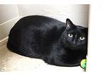 Bestie, Domestic Shorthair For Adoption In Fountain Hills, Arizona