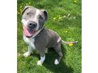 Phineas, American Pit Bull Terrier For Adoption In Caldwell, Idaho