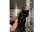 Manny Mcscratcherson, Domestic Shorthair For Adoption In Seville, Ohio