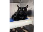 Alec Pawldwin, Domestic Shorthair For Adoption In Seville, Ohio