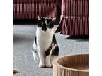 Squiggles, Domestic Shorthair For Adoption In Pembroke, Ontario